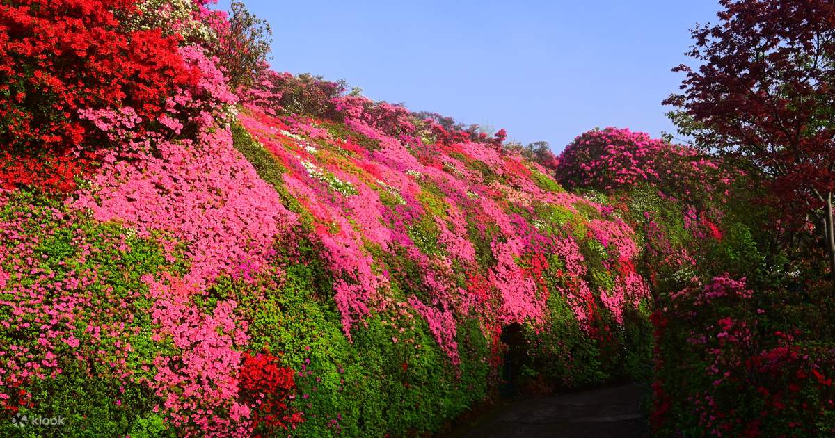 Matsumoto Azalea Garden & Yūtoku Inari Shrine Full-Day Bus Tour